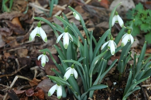 Galanthus nivalis Viridapice